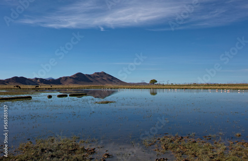 Fototapeta Naklejka Na Ścianę i Meble -  Flamingoes on a small lake in north-west Argentina.