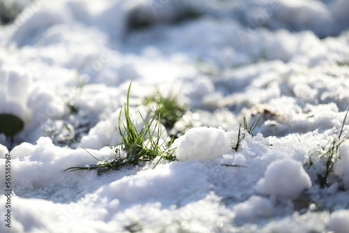 first spring grass with snow cover © Haletska Olha