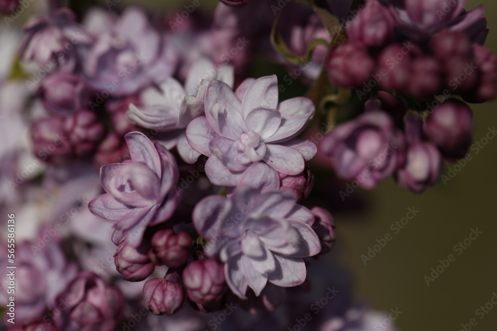 branch of lilac flowers in the spring garden branch of lilac flowers in the spring garden