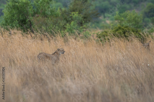 A cheetah walking in the long grass