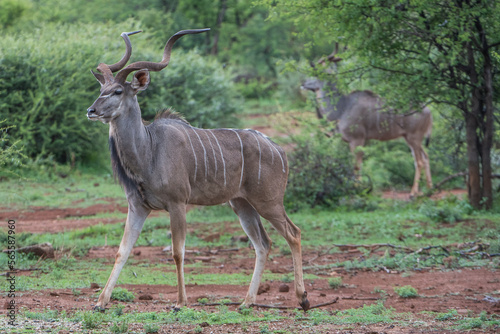 Photo Kudus in the african bush