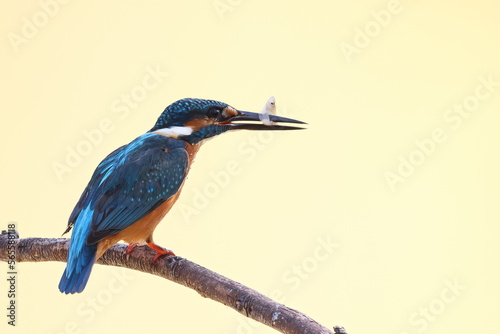 kingfisher on the branch