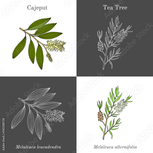 Cajeput (Melaleuca leucadendron) and Tea tree (Melaleuca alternifolia), medicinal plants photo