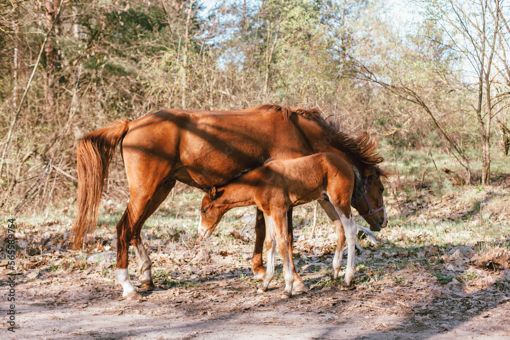 Baby horse foal and mare horse standing in forest Baby horse foal and mare horse standing in forest