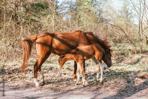 Baby horse foal and mare horse standing in forest
