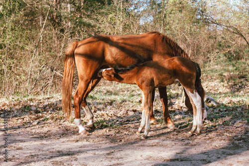 Baby horse foal suckling from its mother mare horse standing in forest