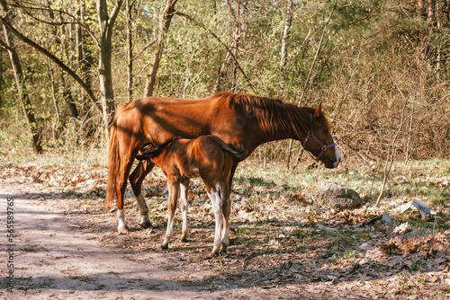 Fototapeta Naklejka Na Ścianę i Meble -  Mare horse feeding baby horse foal standing in forest