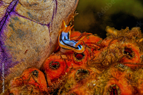 Chromodoris annae is a species of sea slug, a very colourful nudibranch photo