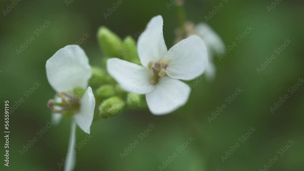 White petals flower with green defocus background. Ravenissa blanca. The white wall-rocket have four petals in the shape of a cross and the leaves are very cut back. Macro shoot White petals flower with green defocus background. Ravenissa blanca. The white wall-rocket have four petals in the shape of a cross and the leaves are very cut back. Macro shoot