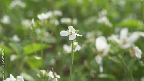 A field of white flowers. One flower on focus and the rest of the background defocus. Ravenissa blanca. The white wall-rocket have four petals in the shape of a cross and the leaves are very cut back. photo