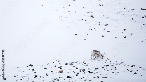 Svalbard reindeer's mimesis, Rangifer Tarandus Platyrhynchus, Spitzbergen, Svalbard photo