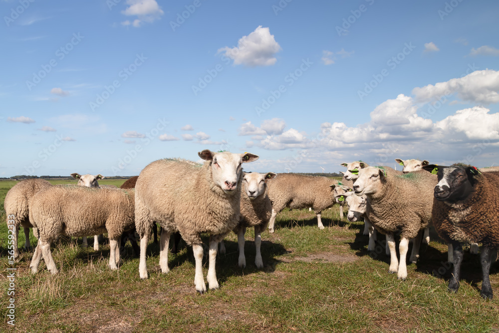 Curious sheep on the Dutch polder landscape. Curious sheep on the Dutch polder landscape.