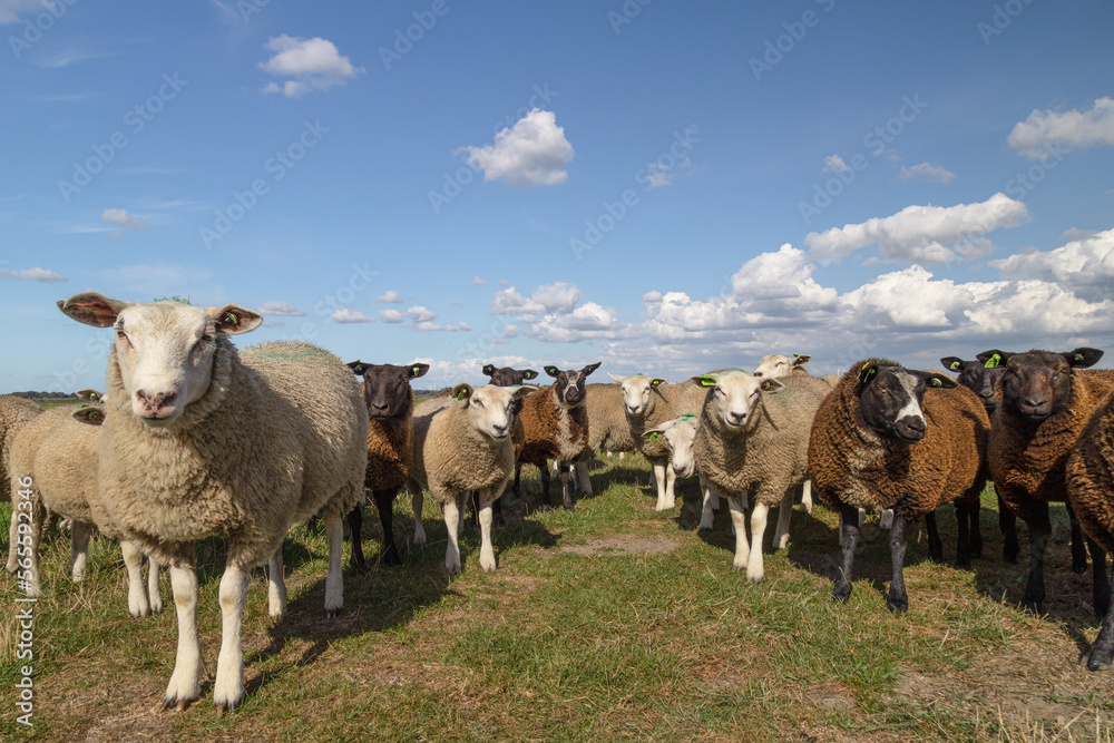 Fototapeta premium Curious sheep on the Dutch polder landscape.