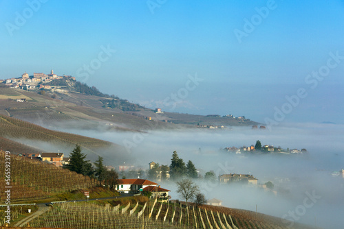 Rolling fog covers hillside vinyards in Piedmont