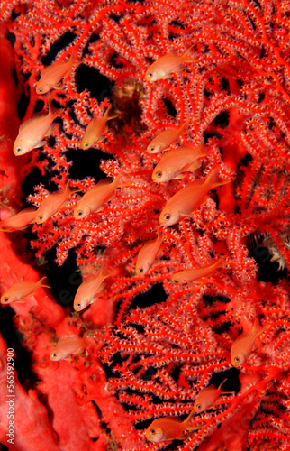 Juvenile Lyrethail anthias, Pseudanthias squamipinnis, Indonesia, Indian Ocean, Komodo National Park photo