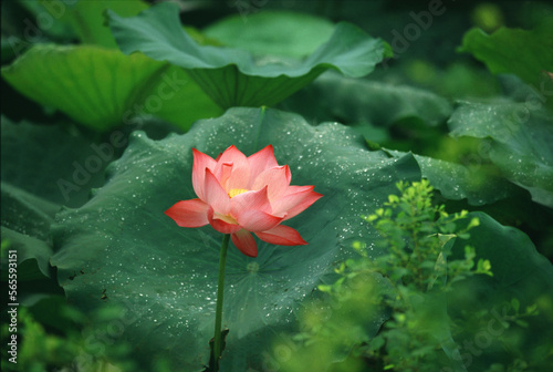 Lotus flower photo