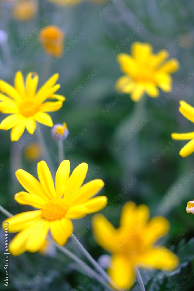 Obraz premium Gelbblühende Blume im Frühling