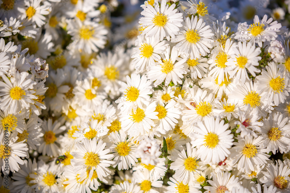White flowers close up. Bouquet of light daisy flowers. City flower beds, a beautiful and well-groomed garden with flowering bushes.