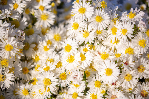 White flowers close up. Bouquet of light daisy flowers. City flower beds  a beautiful and well-groomed garden with flowering bushes.