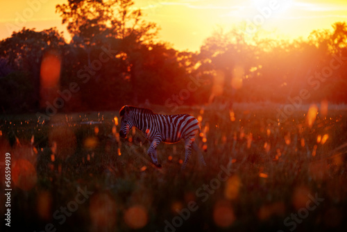 Africa orange zebra sunrise. Bloom flower grass with morning backlight on the meadow field with zebra, Okavago delta, Botswana in Africa. Sunset in the nature, widlife in Botswana. Africa Travel. photo