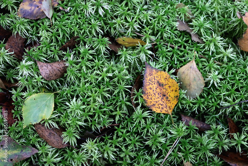 Girgensohn's, Peatmoss moss beauty nature floral background. Sphagnum, girgensohnii organic botanical macro closeup. photo