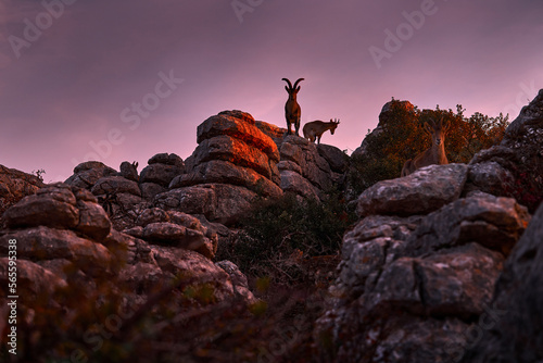 Spain wildlife, twilight sunrise. Iberian ibex, wild goat in the nature habitat, El Torcal de Antequera nature reserve in Andalusia, Spain. Spanish ibex portrait on rock in mountain, Europe nature. photo