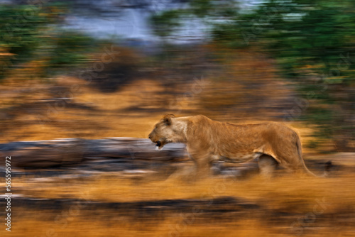Artistic photo  blur motion art - lion. Botswana wildlife. Lion  fire burned destroyed savannah. Animal in fire burnt place  lion lying in black ash and cinders  Savuti  Africa.