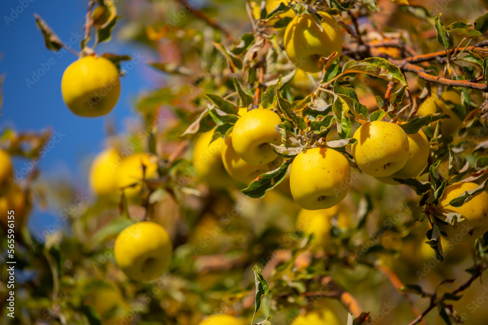 Harvest of apples on a plantation in the garden. Fruit trees with apples. Ripe fruits on the branches of a tree. Gardening in agriculture.