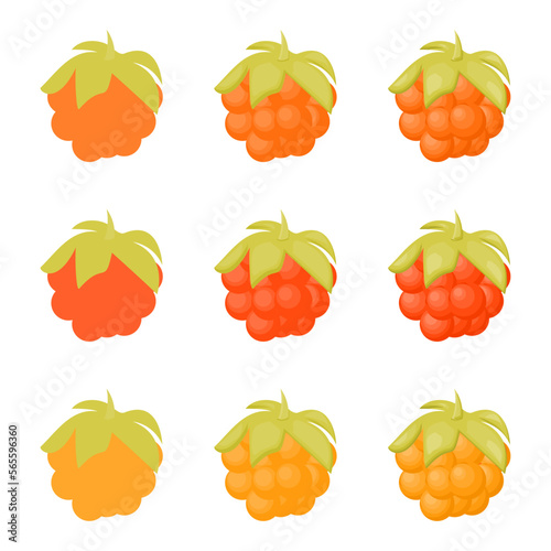 A vector drawn cloudberry illustration with various colors and amount of details	
