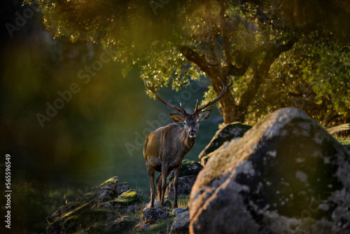 Rutting season Red deer  majestic powerful animal outside the wood  big animal in forest habitat. Deer from Spain in Sierra de Andujar mountain. Wildlife scene  nature. Dark evening in the forest.