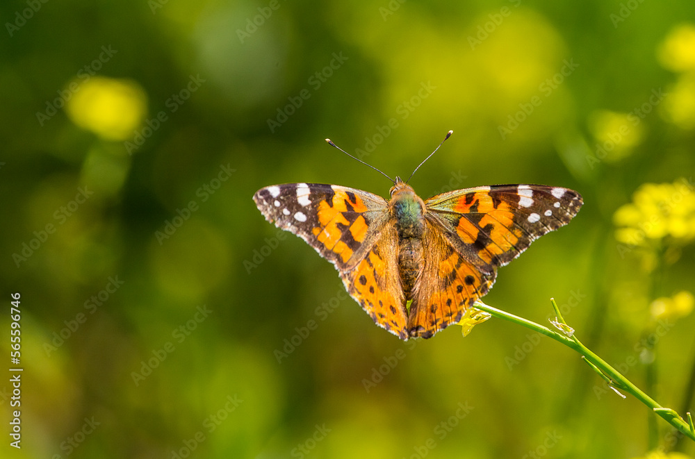 Nymphalidae (Vanessa cardui) is one of the butterflies (kelebekler) coloring the gardens and countryside in spring. Nymphalidae (Vanessa cardui) is one of the butterflies (kelebekler) coloring the gardens and countryside in spring.