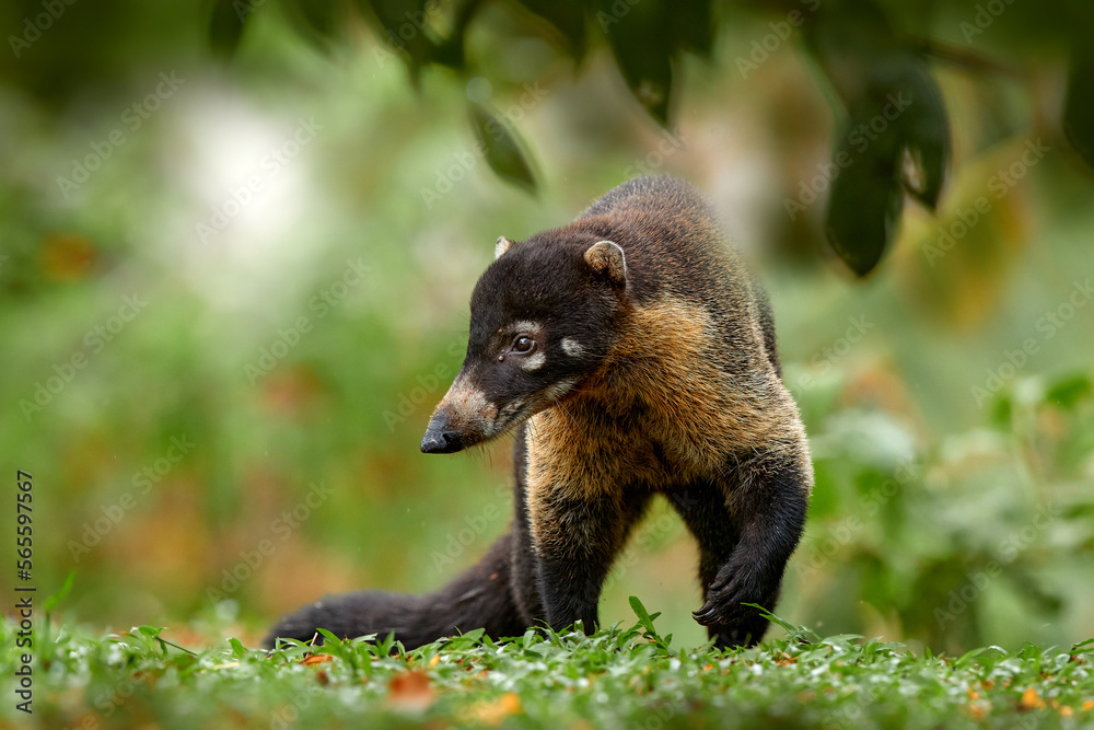 White-nosed Coati, Nasua narica, green grass habitat National Park Manuel Antonio, Costa Rica. Animal in the forest. Mammal in the nature .Animal from tropical Costa Rica. Very long tail. White-nosed Coati, Nasua narica, green grass habitat National Park Manuel Antonio, Costa Rica. Animal in the forest. Mammal in the nature .Animal from tropical Costa Rica. Very long tail.