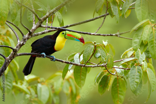 Wildlife Costa Rica. Keel-billed Toucan, Ramphastos sulfuratus, bird with big bill sitting on branch in the forest, Costa Rica. Nature travel in central America. Beautiful bird in nature habitat.