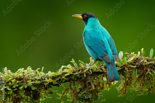 Tanager from tropical forest. Wildlife scene, bird love in habitat. Costa Rica wildlife. Green Honeycreeper, Chlorophanes spiza, exotic tropical malachite green and blue bird from Costa Rica. 