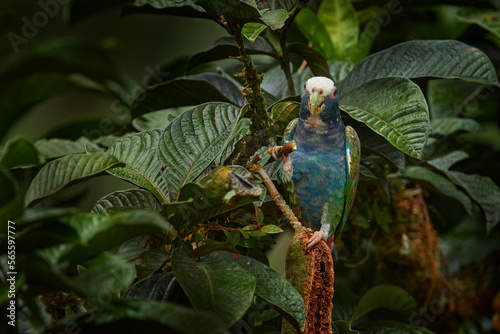 Wildlife Mexico, parrot. White-crowned Pionus, Pionus senilis, in Central America. Bird feeding in tree,  in the nature. White cap parrot in the tropical forest. photo