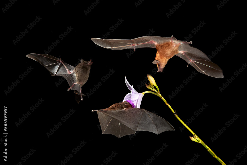 Wildlife in Costa Rica. Orange nectar bat, Lonchophylla robusta, flying bat in dark night. Nocturnal animal in flight with yellow feed flower. Nature action scene from tropic nature, Costa Rica. - obrazy, fototapety, plakaty 