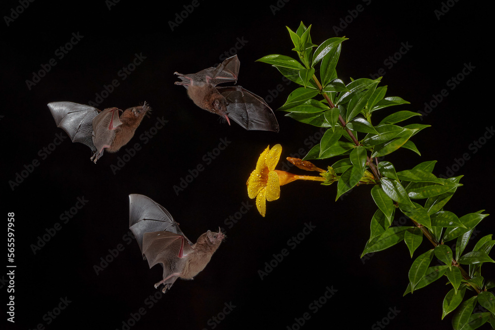 Nature in Costa Rica. Orange nectar bat, Lonchophylla robusta, flying bat in dark night. Nocturnal animal in flight with yellow feed flower. Wildlife action scene from tropic nature, Costa Rica. - obrazy, fototapety, plakaty 