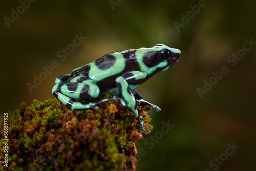 Tropic wildlife. Poison frog from jungle forest, Costa Rica . Green amphibian, Dendrobates auratus, in nature habitat. Beautiful motley animal from tropic forest in Central America.