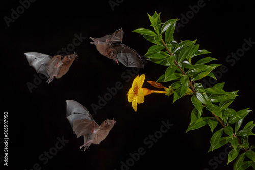 Nature in Costa Rica. Orange nectar bat, Lonchophylla robusta, flying bat in dark night. Nocturnal animal in flight with yellow feed flower. Wildlife action scene from tropic nature, Costa Rica.