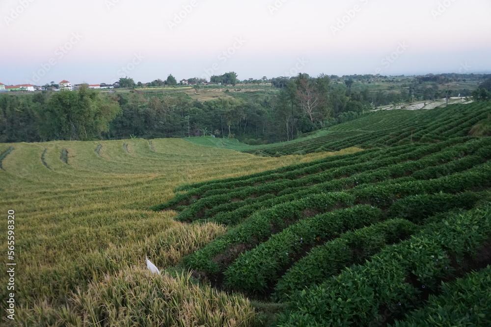 rice field and sweet potato vines