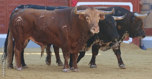 bull in the bullring in spain 