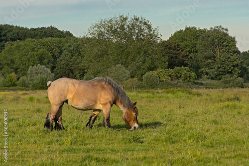 Brown Belgian draft horse grazing in a meadow in Bourgoyen nature reserve, Ghent, Belgium, © Kristof Lauwers