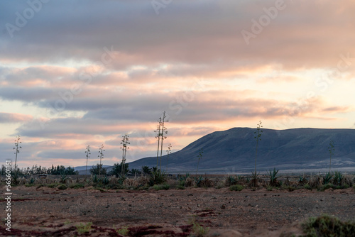 Landscape background with the Sisal Agave and the vulcano mountain in Fuerteventura, Canary Islands. Spain