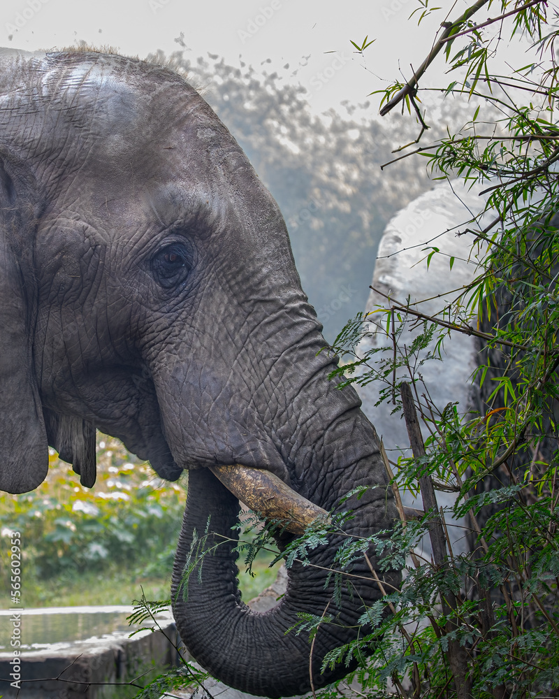 Naklejka premium An Elephant and its trunk