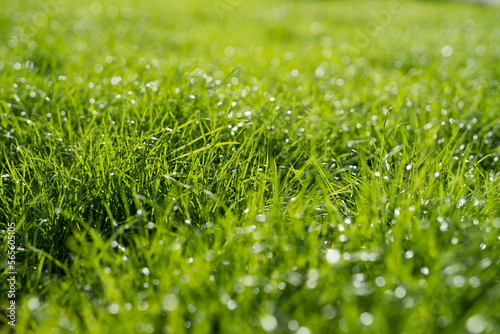green grass during the day in sunlight