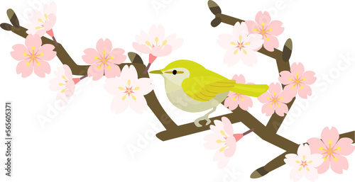 うぐいすと桜の枝01R+