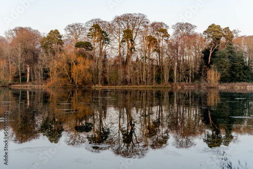 Reflection of trees