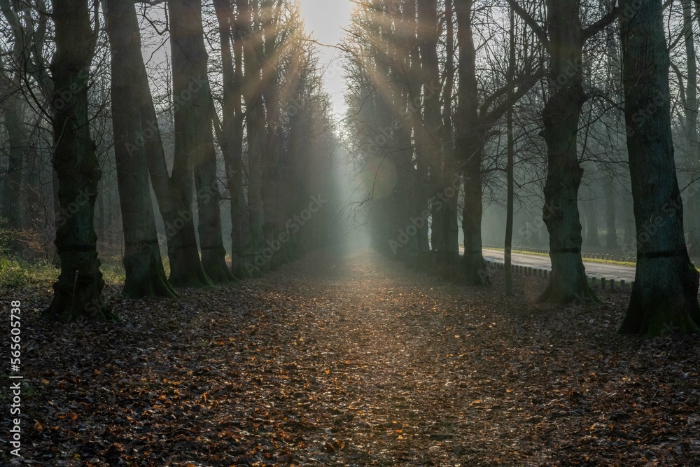 Fototapeta premium Avenue of trees