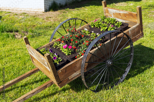 Vintage wooden cart with flower pots stands on green grass