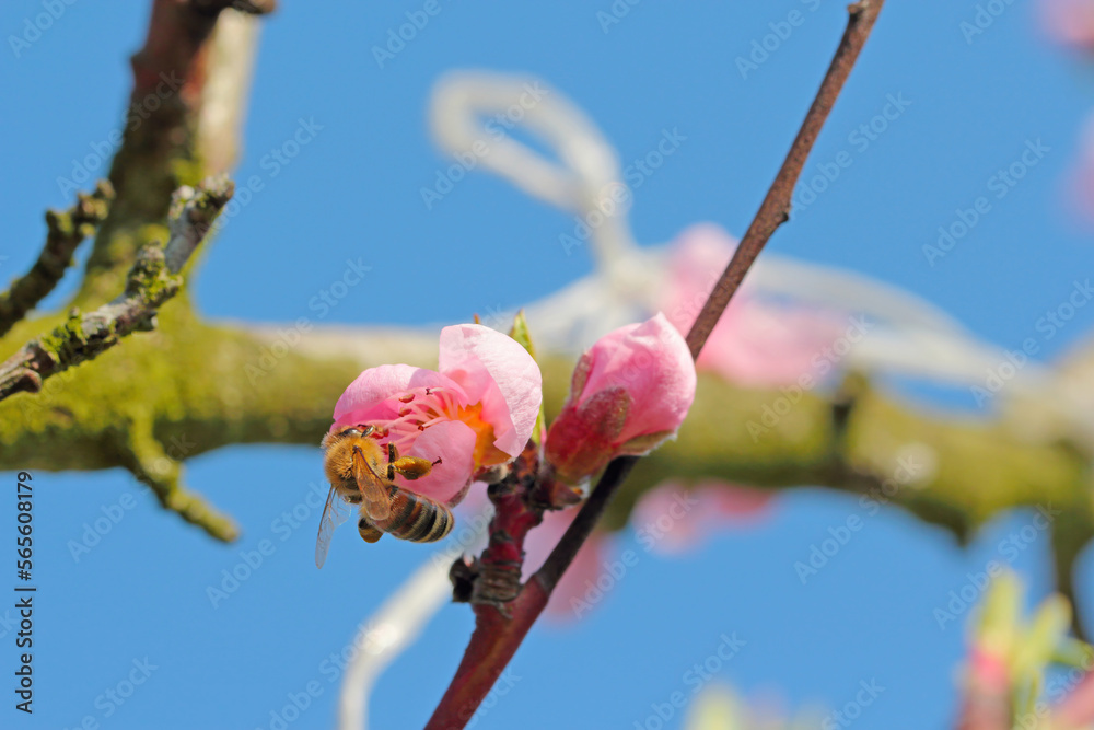 European bee close-up on flower pollinating peach tree in spring blooming garden. honeybee gathering nectar pollen honey in peach tree flowers. European bee close-up on flower pollinating peach tree in spring blooming garden. honeybee gathering nectar pollen honey in peach tree flowers.